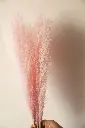 DSC00325.webp