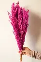 Pink Pampass grass vase filler