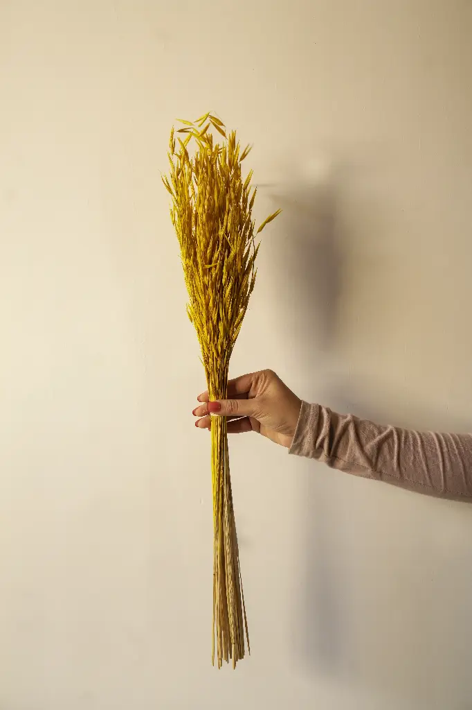 Yellow oat grass