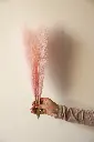 Baby pink faux pampass