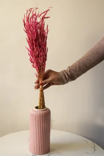 Pink oat grass