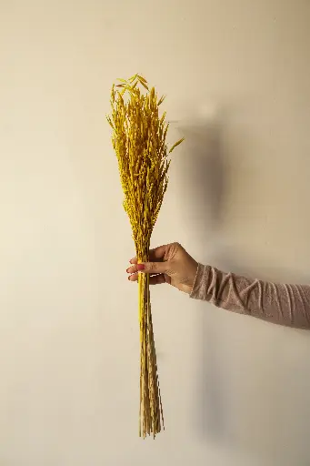 Yellow oat grass